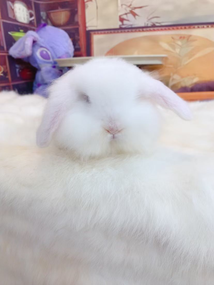 宠物兔